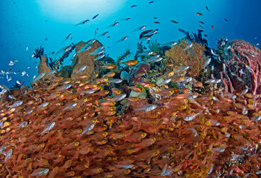 Fish on Reef