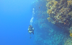 a scuba diving exploring a coral covered wall underwater